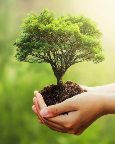 hand-holding-tree-blur-green-nature 1